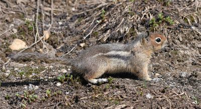 Cascade Golden-mantled Ground Squirrel