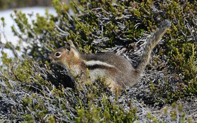 Cascade Golden-mantled Ground Squirrel