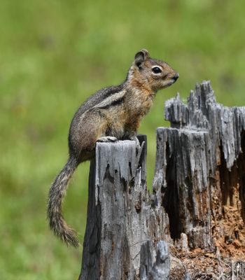 Squirrel, Cascade Golden-mantled Ground