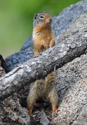 Columbian Ground Squirrel