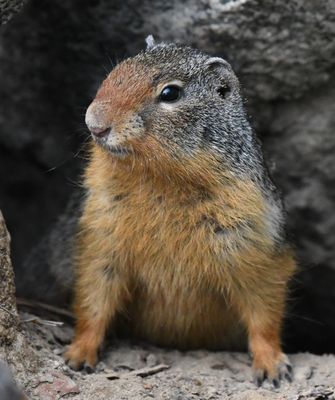 Columbian Ground Squirrel