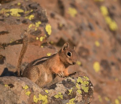 Golden-mantled Ground Squirrel