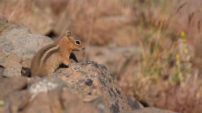 Golden-mantled Ground Squirrel