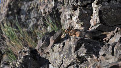 Golden-mantled Ground Squirrel
