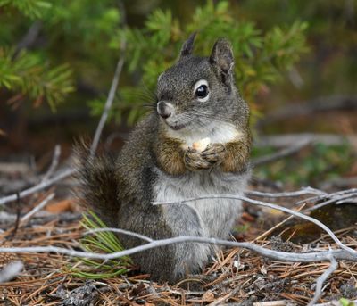 Red Squirrel