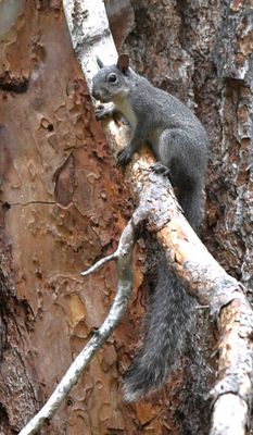 Western Gray Squirrel
