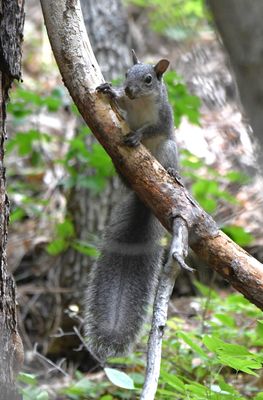 Western Gray Squirrel