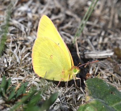 Christina's Sulphur: Colias christina