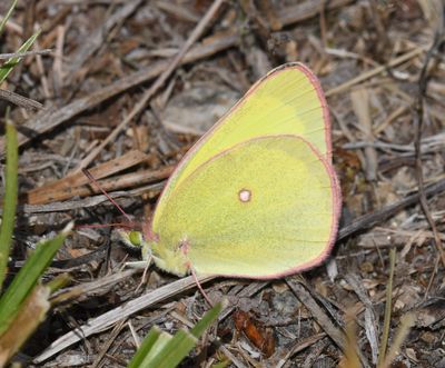 Christina's Sulphur: Colias christina