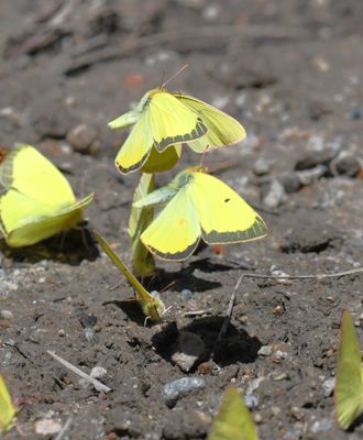 Christina's Sulphur: Colias christina