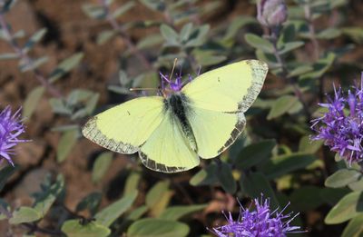 Eriphyle's Sulphur: Colias eriphyle