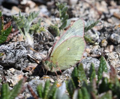 Labrador Sulphur: Colias nastes