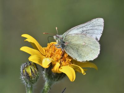 Labrador Sulphur: Colias nastes