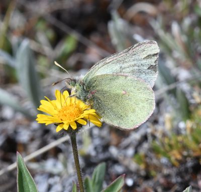 Labrador Sulphur: Colias nastes