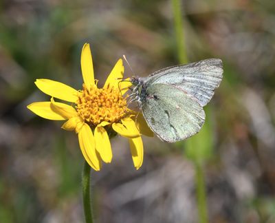 Labrador Sulphur: Colias nastes