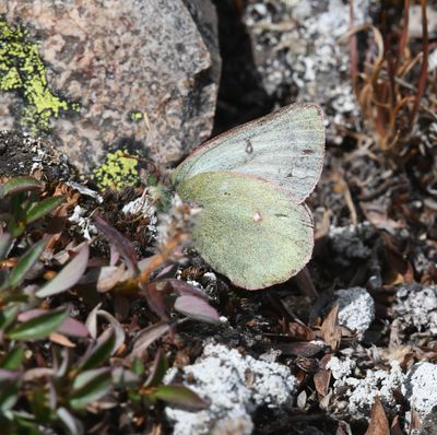 Labrador Sulphur: Colias nastes