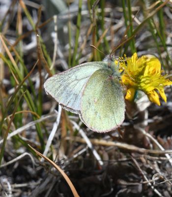 Labrador Sulphur: Colias nastes