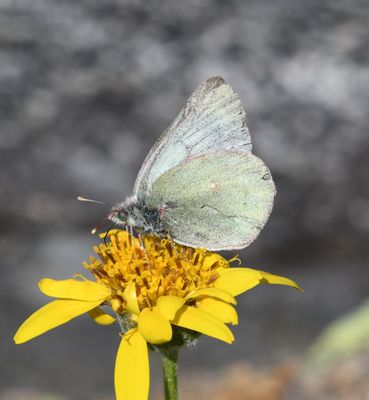 Labrador Sulphur: Colias nastes