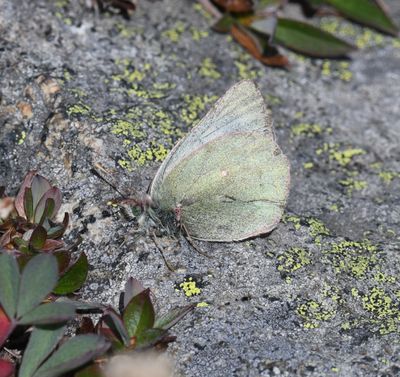 Labrador Sulphur: Colias nastes