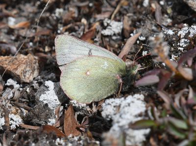 Labrador Sulphur: Colias nastes