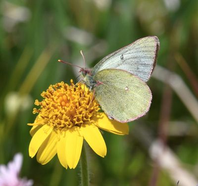 Labrador Sulphur: Colias nastes