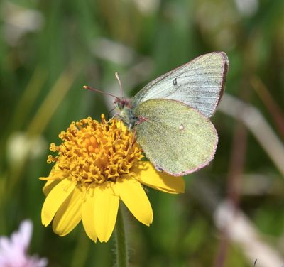 Labrador Sulphur: Colias nastes