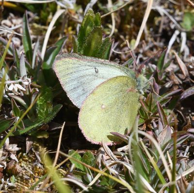 Labrador Sulphur: Colias nastes