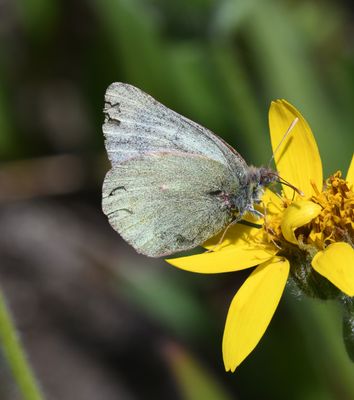 Labrador Sulphur: Colias nastes