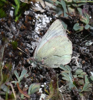 Labrador Sulphur: Colias nastes