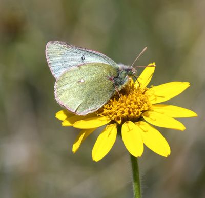 Labrador Sulphur: Colias nastes