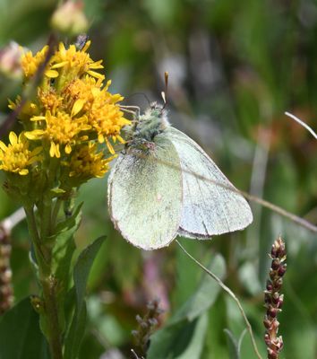 Labrador Sulphur: Colias nastes