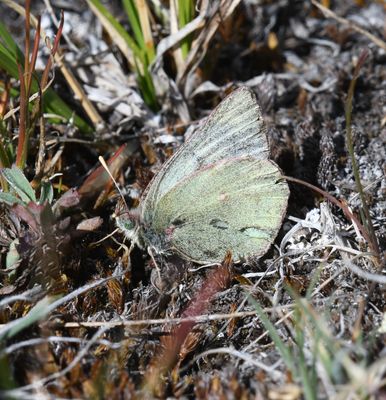 Labrador Sulphur: Colias nastes