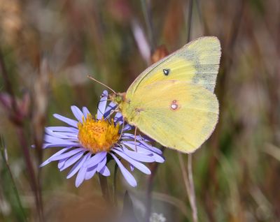 Orange Sulphur: Colias eurytheme