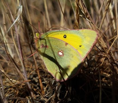 Orange Sulphur: Colias eurytheme