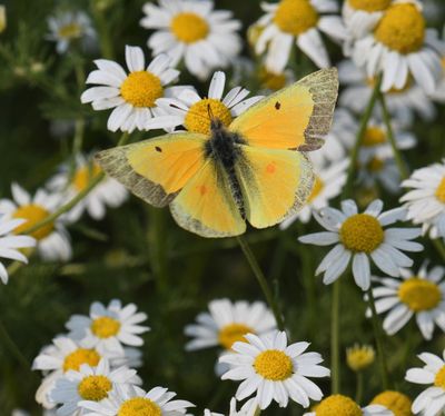 Orange Sulphur: Colias eurytheme