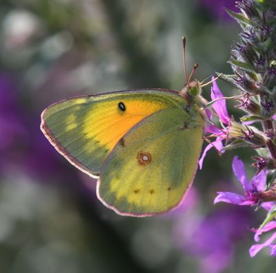 Orange Sulphur: Colias eurytheme