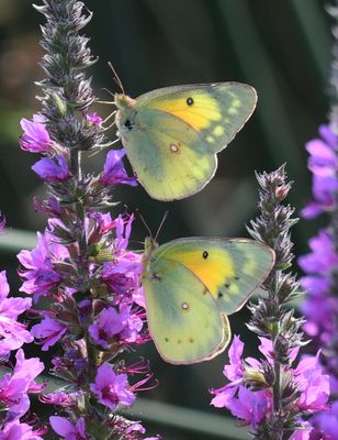 Orange Sulphur: Colias eurytheme