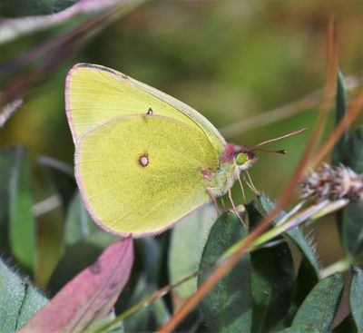 Pink-edged Sulphur: Colias interior