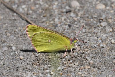 Pink-edged Sulphur: Colias interior