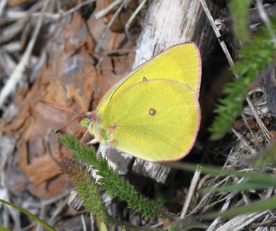 Pink-edged Sulphur: Colias interior