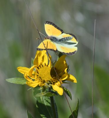 Western Sulphur: Colias occidentalis resplendens