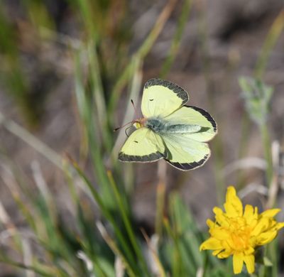 Western Sulphur: Colias occidentalis