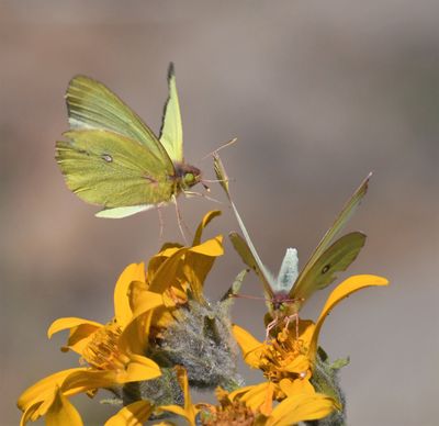 Western Sulphur: Colias occidentalis