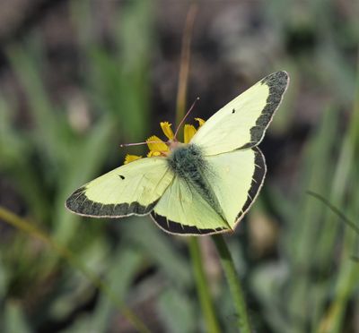 Western Sulphur: Colias occidentalis