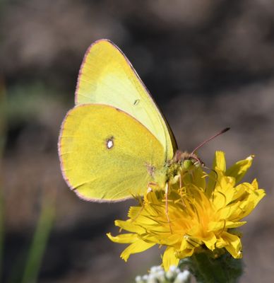 Western Sulphur: Colias occidentalis