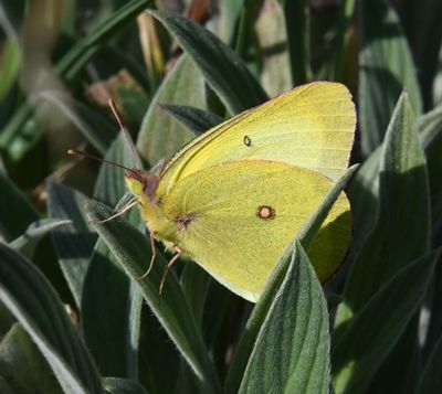 Western Sulphur: Colias occidentalis