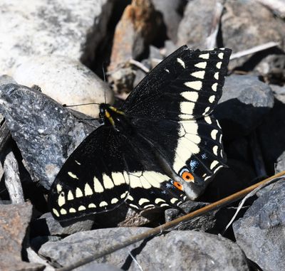 Indra Swallowtail: Papilio indra