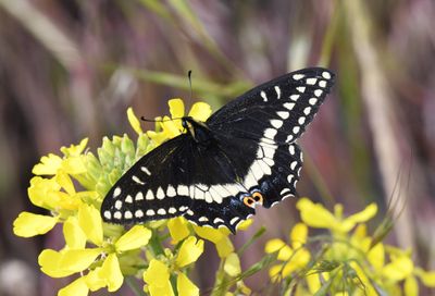 Indra Swallowtail: Papilio indra