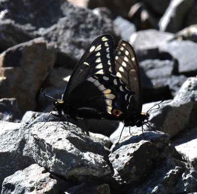 Indra Swallowtail: Papilio indra