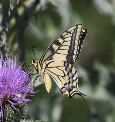 Oregon Swallowtail: Papilio machaon
